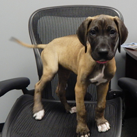 Emma, Fawn Great Dane