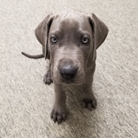 Jackson, Blue Great Dane