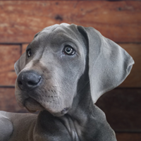 Luna, Blue Great Dane